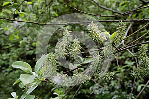 Close up image of leaves and catkins of Bebb\'s willow