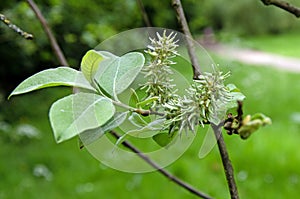 Close up image of leaves and catkins of Bebb\'s willow