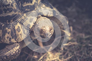 Close up image of a leopard tortoise