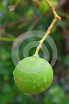 Close Up Image of Lime fruit growing from a tree in Rodrigues Island, Mauritius