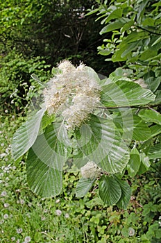 Close up image of Linden arrowwood, leaves and flowers