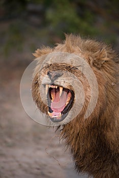 A close up image of a lion in mid yawn, roar, or sneeze.