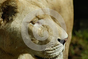 Close-up image of a lioness