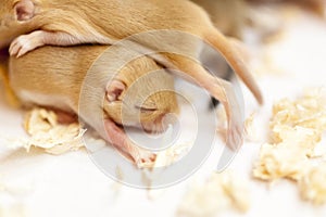 Close up image of little cute mice babies sleeping huddled together