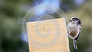 Close up image of a long-tailed tit ( Aegithalos caudatus).