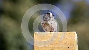 Close up image of a long-tailed tit ( Aegithalos caudatus).