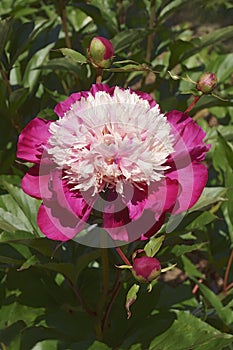 Close-up image of Lora Dexheimer peony flower photo
