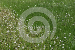 Close up image of lush, fresh green grass with common dandelions.