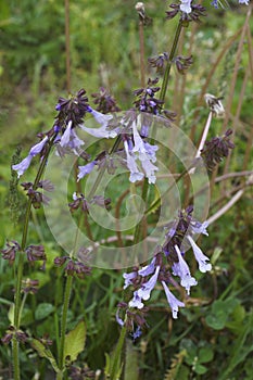 Close-up image of Lyra leaf sage flowers