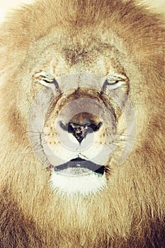 Close up image of a Male Lion