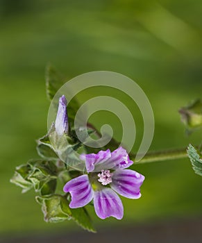 Close-up image of the Malva flower, purple with dark venation,