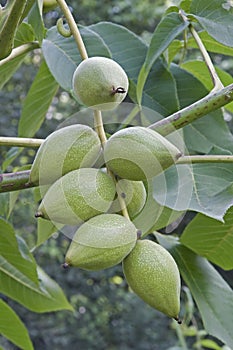 Close up image of Manchurian walnut fruits.