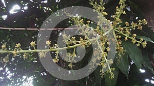 Close up image of manggo flower or bunga mangga photo