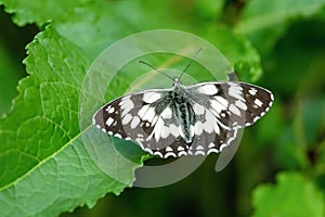 Close up image of the marbled white butterfly