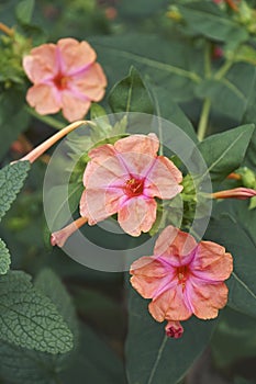 Close-up image of Marvel of Peru flowers