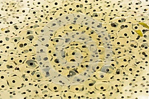 A close up image of a mass of Frog Spawn Jelly