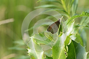 Close up image of Meadow Brown butterfly. Maniola jurtina