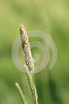 Close up image of meadow foxtail grass