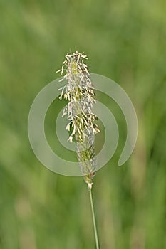 Close up image of meadow foxtail grass