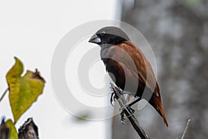 Close-up image of Meadow pipit bird perch on tree a tree branch