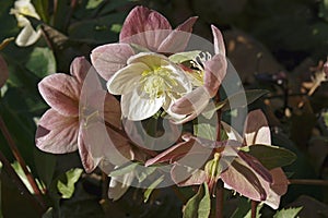 Close-up image of Merlin Lenten rose flowers