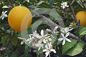 Close-up image of Meyer lemon fruit and flowers photo