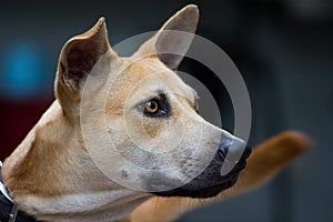 Close up image of mix breed dog