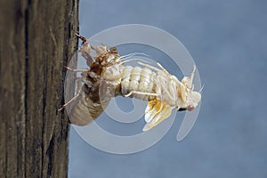 Close-up image of molting Pharaoh cicada