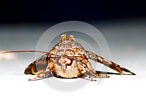 Close up Image of a Moth