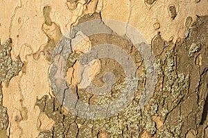 Close up image of mottled sycamore tree bark for background