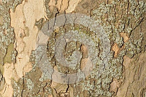 Close up image of mottled sycamore tree bark for background