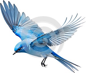 Close-up image of a Mountain Bluebird. AI-generated.