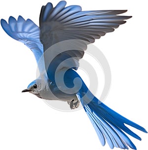 Close-up image of a Mountain Bluebird. AI-generated.