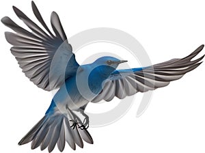 Close-up image of a Mountain Bluebird. AI-generated.