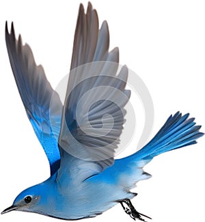 Close-up image of a Mountain Bluebird. AI-generated.