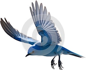 Close-up image of a Mountain Bluebird. AI-generated.