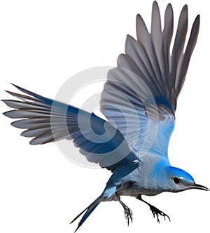 Close-up image of a Mountain Bluebird. AI-generated.