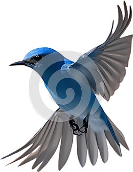 Close-up image of a Mountain Bluebird. AI-generated.