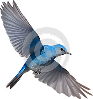 Close-up image of a Mountain Bluebird. AI-generated.