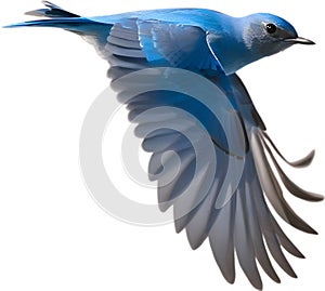 Close-up image of a Mountain Bluebird. AI-generated.