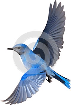 Close-up image of a Mountain Bluebird. AI-generated.