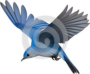 Close-up image of a Mountain Bluebird. AI-generated.