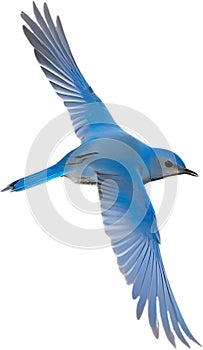 Close-up image of a Mountain Bluebird. AI-generated.