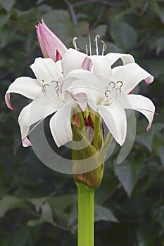 Close-up image of Mrs. James Hendry crinum lily flowers