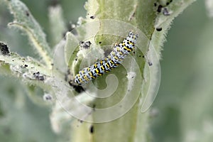 Close up image of mullein caterpillar. Cucullia verbasci