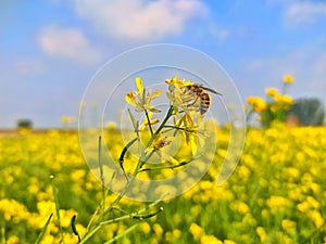 A close up image of mustard flower and honey bee
