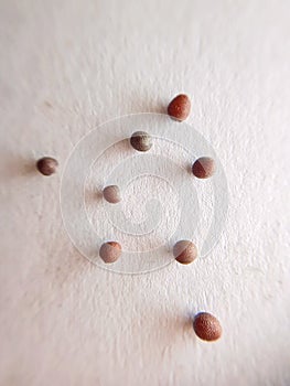 Close up image of Mustard seed