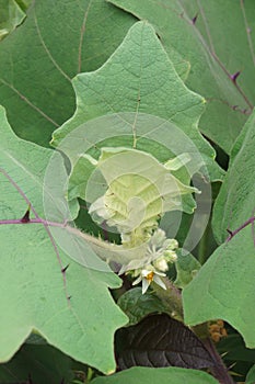 Close-up image of Naranjilla flowers and leaves photo