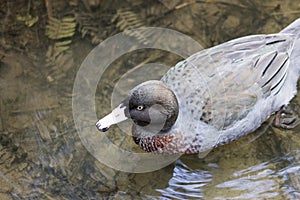 Close up image of a New Zealand Blue Duck