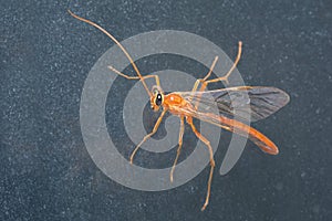 A close up image of a Nocturnal, orange-bodied ichneumonid wasp, Ophion obscuratus
